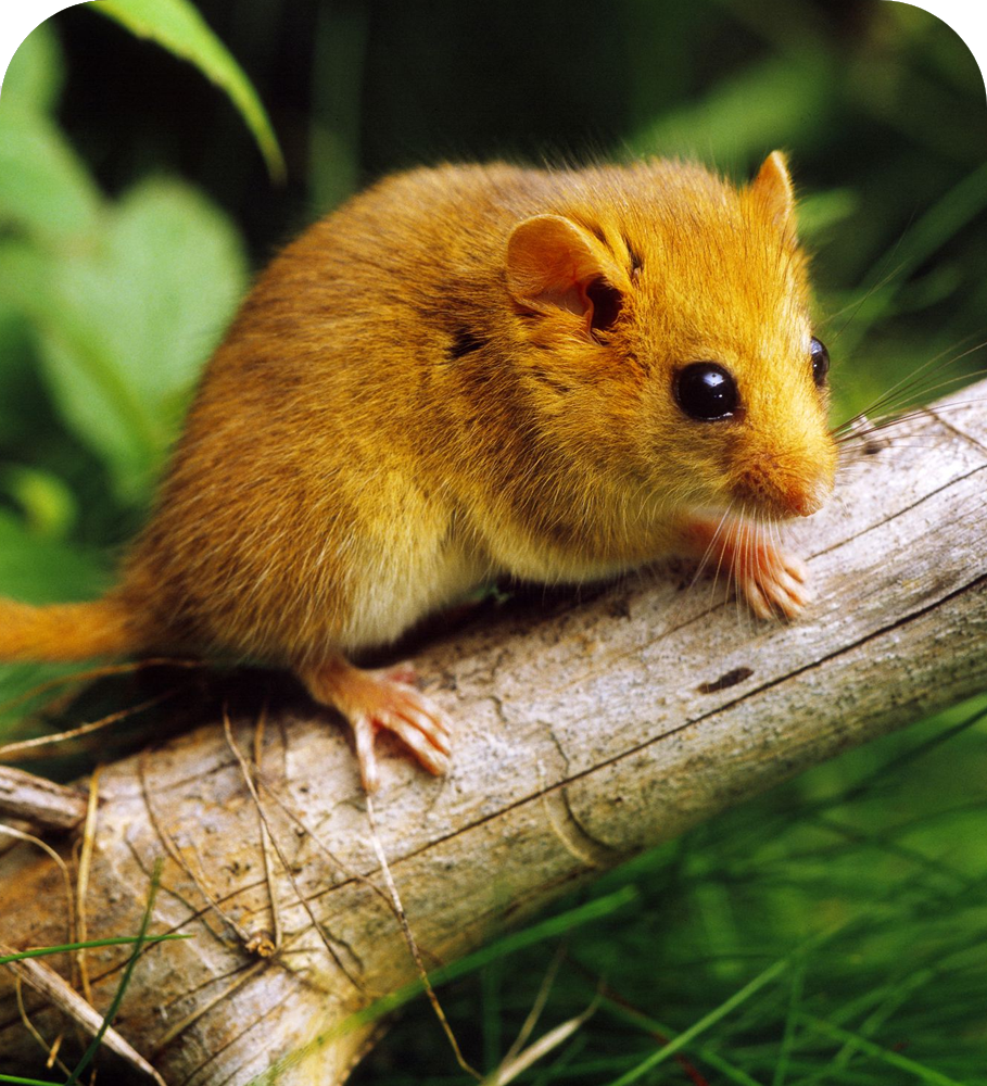 Rodent Pest control Services in Badlapur